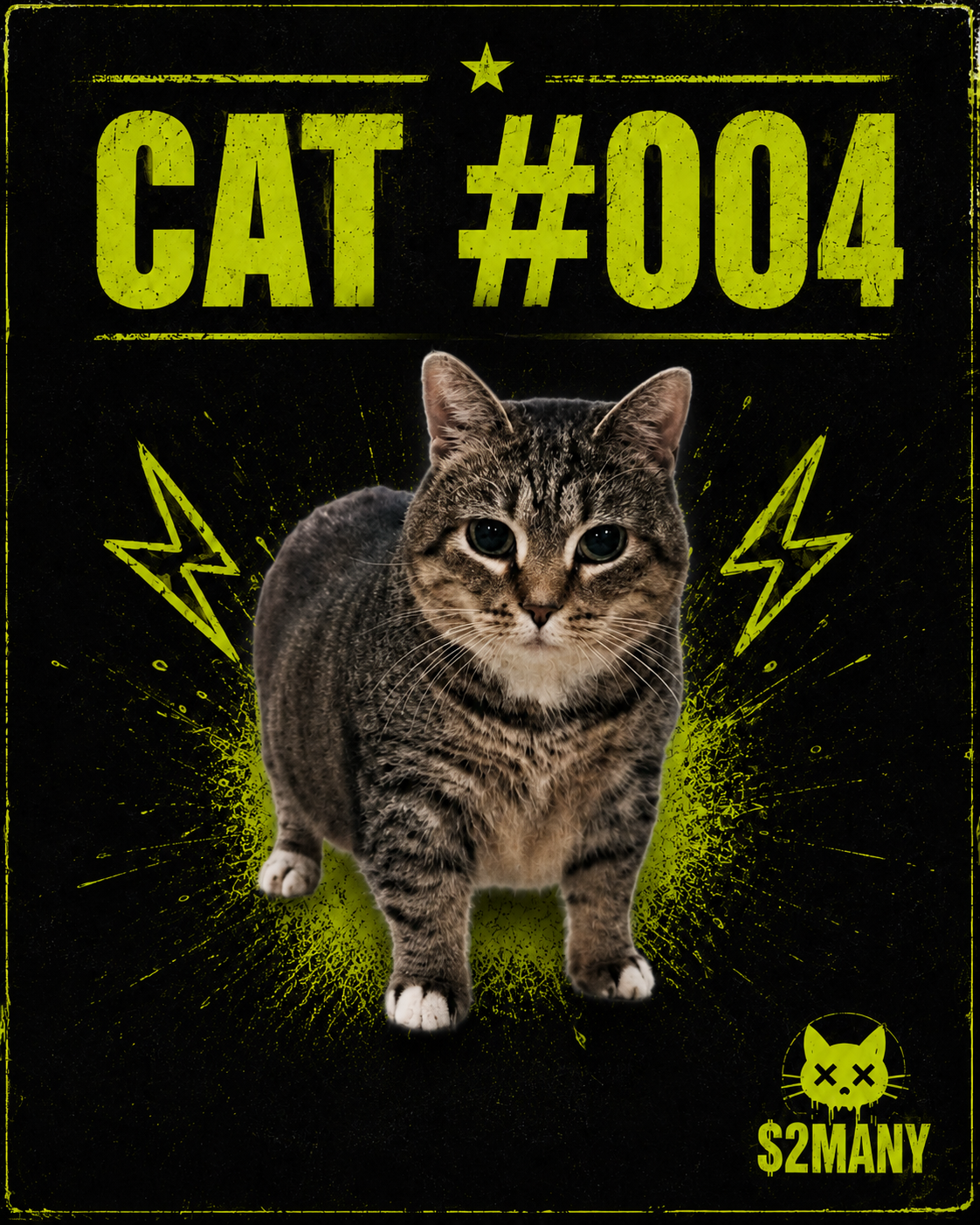 Cat #004 submitted by @Lookersweb3